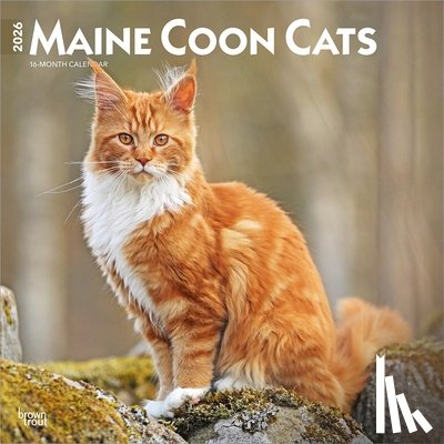 Publishers, Browntrout - Maine Coon Cats - Maine Coon Katzen 2026 - 16-Monatskalender