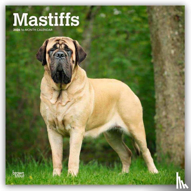 Publishers, Browntrout - Mastiffs 2026 Square Flap Calendar