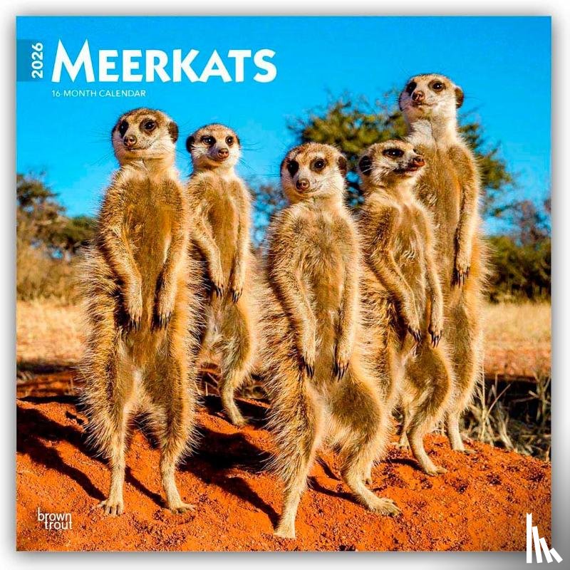 Publishers, Browntrout - Meerkats 2026 Square Flap Calendar