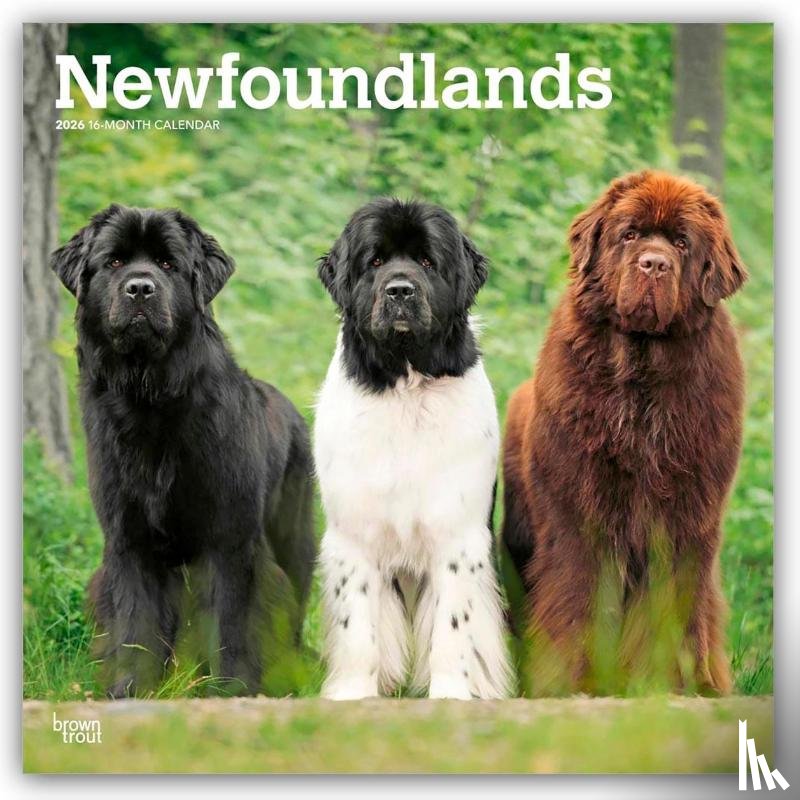 Publishers, Browntrout - Newfoundlands 2026 Square Flap Calendar