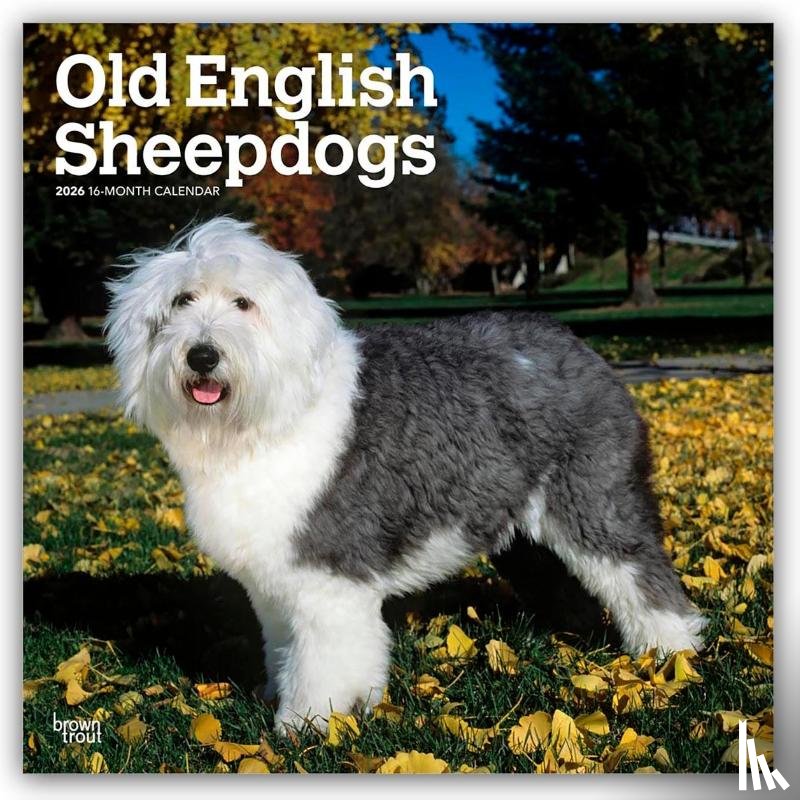 Publishers, Browntrout - Old English Sheepdogs 2026 Square Flap Calendar