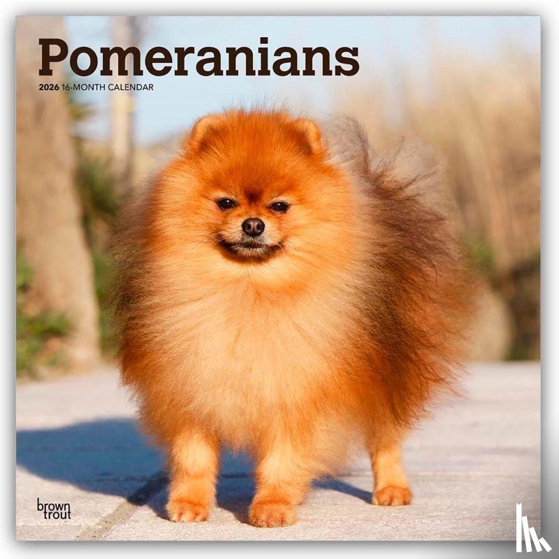 Publishers, Browntrout - Pomeranians 2026 Square Flap Calendar
