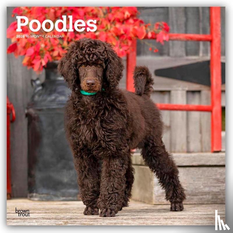 Publishers, Browntrout - Poodles - Pudel 2026 - 16-Monatskalender