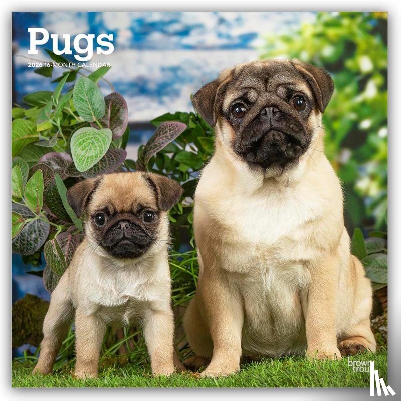 Publishers, Browntrout - Pugs 2026 Square Flap Calendar