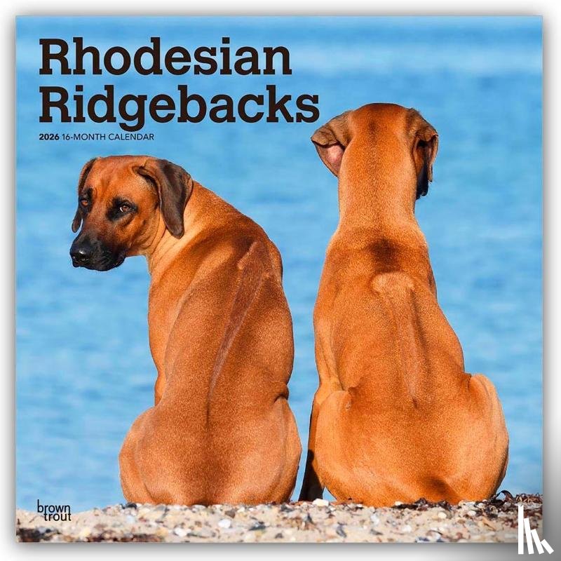 Publishers, Browntrout - Rhodesian Ridgebacks 2026 Square Flap Calendar
