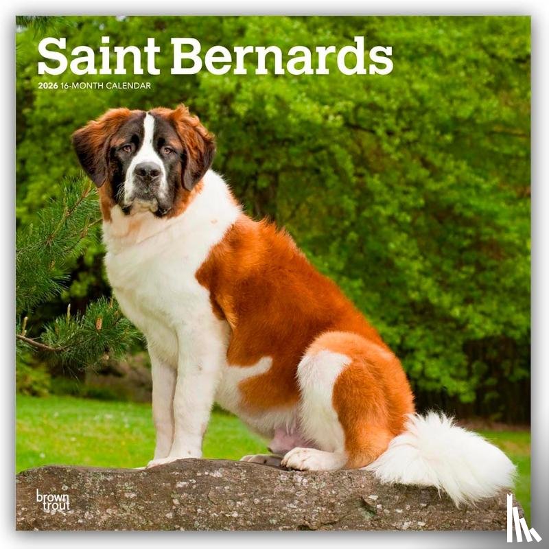Publishers, Browntrout - Saint Bernards 2026 Square Flap Calendar