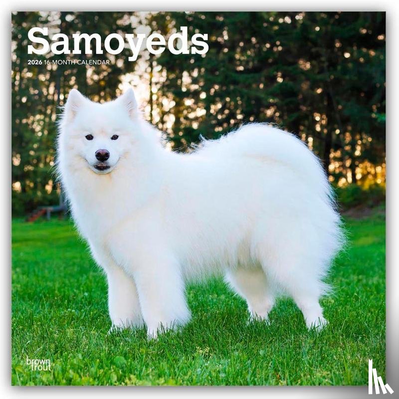 Publishers, Browntrout - Samoyeds 2026 Square Flap Calendar