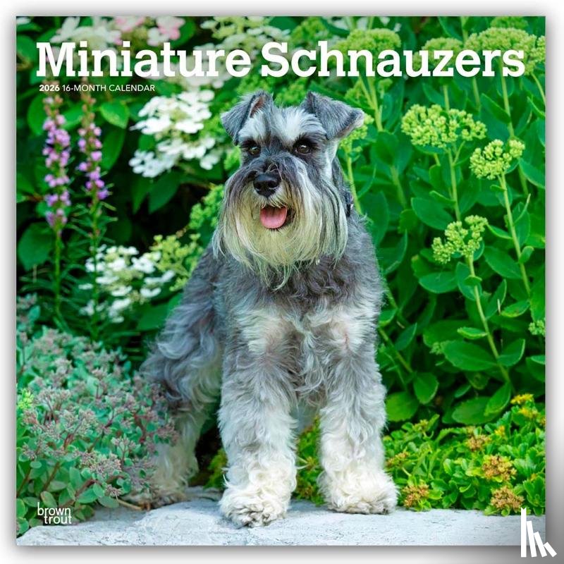 Publishers, Browntrout - Schnauzers, Miniature 2026 Square Flap Calendar