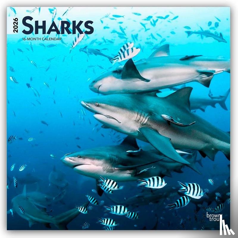 Publishers, Browntrout - Sharks - Haie 2026 - 16-Monatskalender