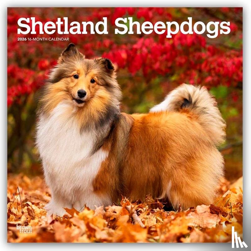Publishers, Browntrout - Shetland Sheepdogs 2026 Square Flap Calendar