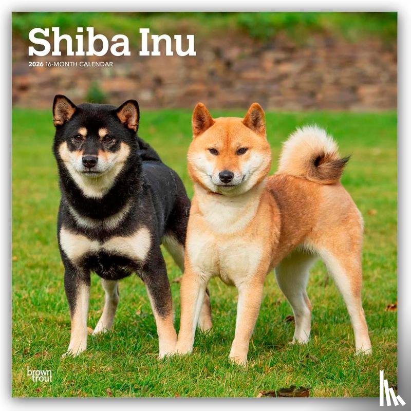 Publishers, Browntrout - Shiba Inu - Shiba 2026 - 16-Monatskalender