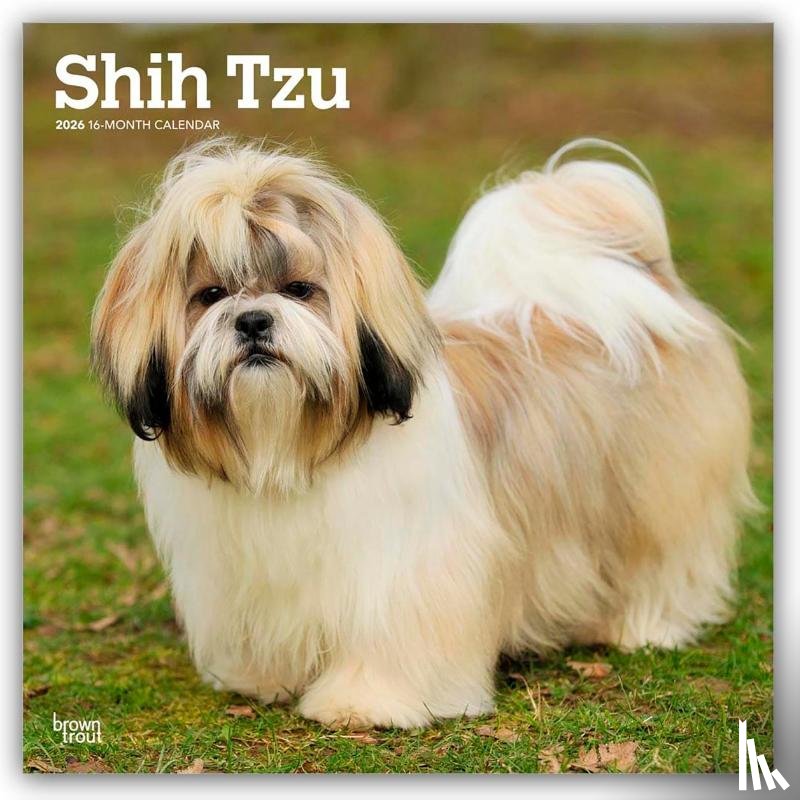 Publishers, Browntrout - Shih Tzu 2026 Square Flap Calendar