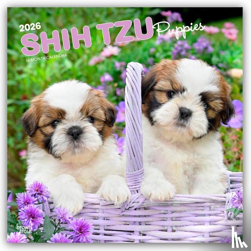 Publishers, Browntrout - Shih Tzu Puppies - Shih Tzu Welpen 2026 - 16-Monatskalender