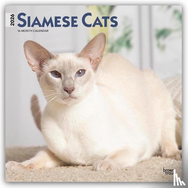 Publishers, Browntrout - Siamese Cats - Siamesische Katzen - Siamkatzen 2026 - 16-Monatskalender