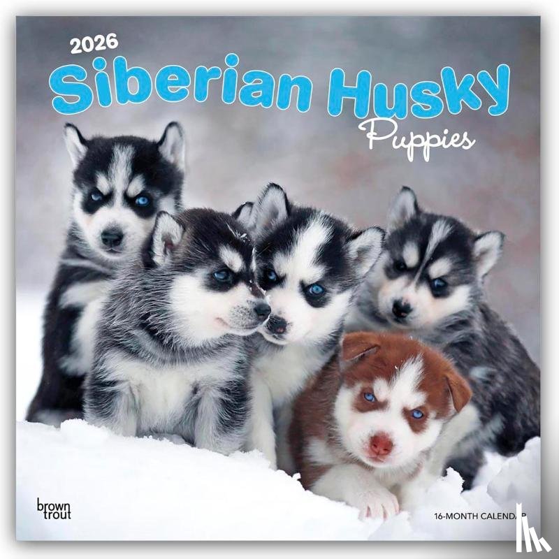 Publishers, Browntrout - Siberian Husky Puppies 2026 Square Flap Calendar