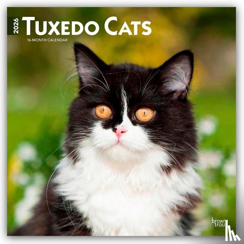 Publishers, Browntrout - Tuxedo Cats 2026 Square Flap Calendar