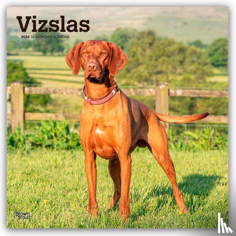 Publishers, Browntrout - Vizslas - Kurzhaariger Ungarischer Vorstehhund 2026 - 16-Monatskalender