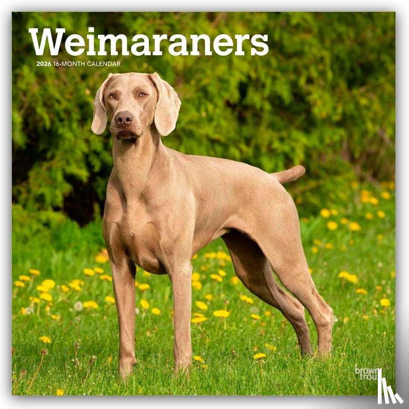 Publishers, Browntrout - Weimaraners 2026 Square Flap Calendar