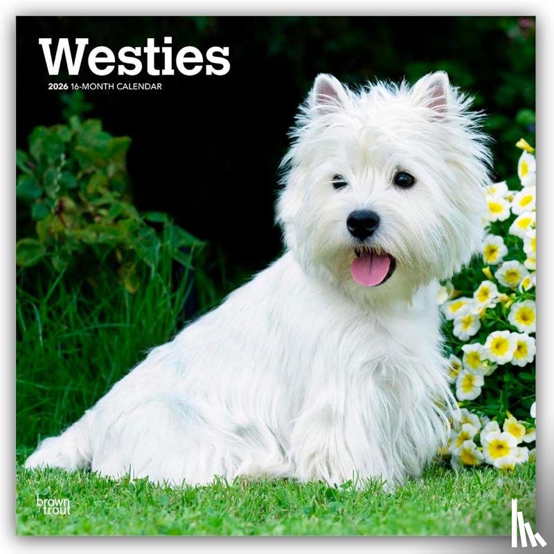 Publishers, Browntrout - West Highland White Terriers - Westhighland White Terrier - Westies 2026 - 16-Monatskalender