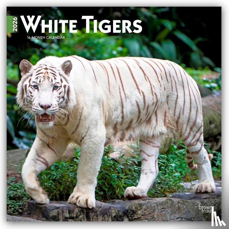 Publishers, Browntrout - White Tigers - Weiße Tiger 2026 - 16-Monatskalender