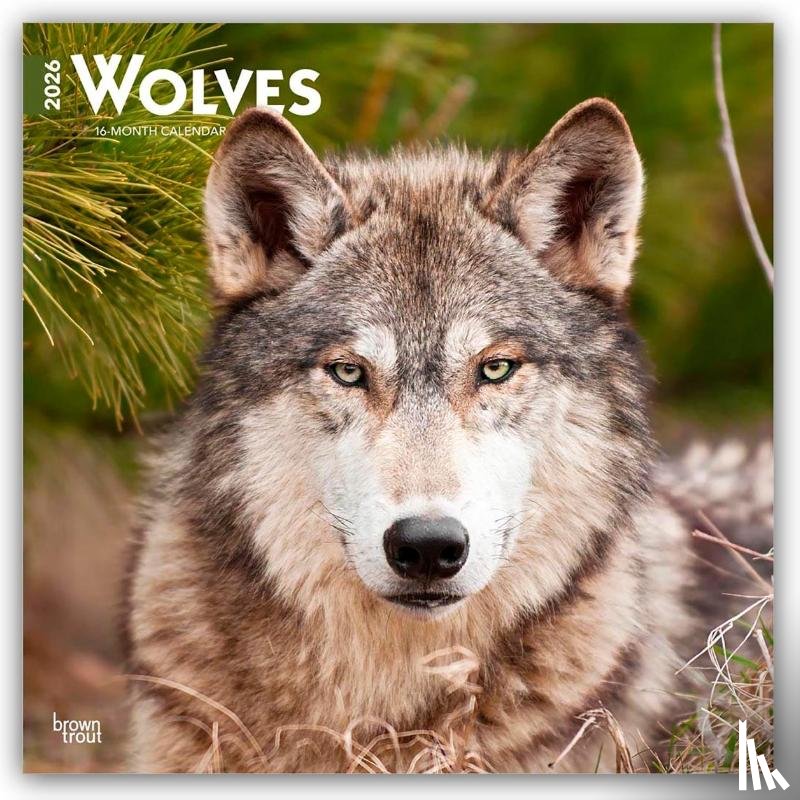 Publishers, Browntrout - Wolves - Wölfe 2026 - 16-Monatskalender