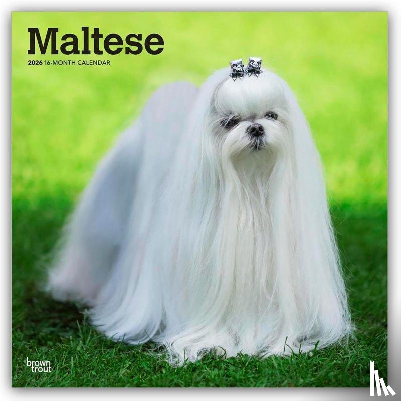 Publishers, Browntrout - Maltese 2026 Square Flap Calendar