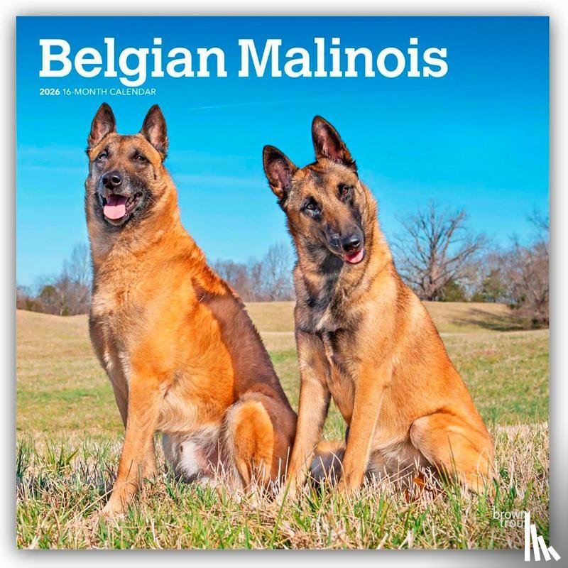 Publishers, Browntrout - Belgian Malinois 2026 Square Flap Calendar