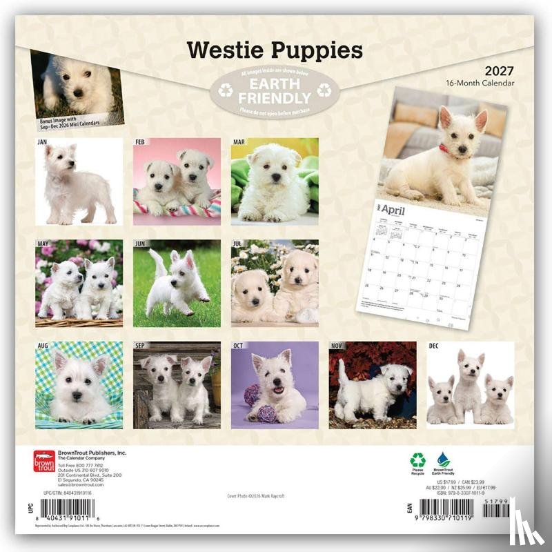 BrownTrout - West Highland White Terrier Puppies | 2027 12 x 24 Inch (Hanging) Monthly Square Wall Calendar | Plastic-Free | BrownTrout | Animals Dog Breeds Puppy