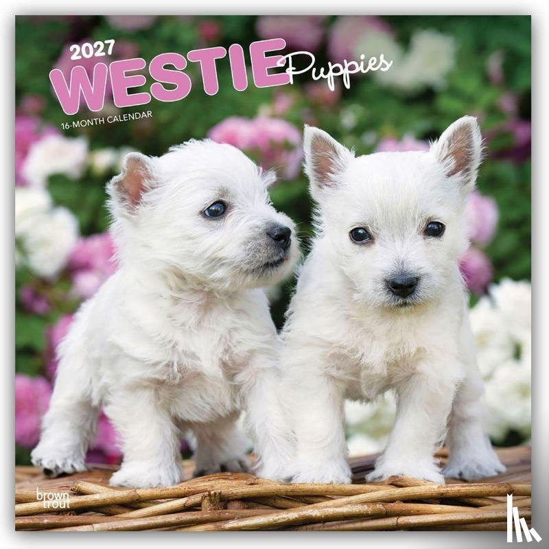 BrownTrout - West Highland White Terrier Puppies | 2027 12 x 24 Inch (Hanging) Monthly Square Wall Calendar | Plastic-Free | BrownTrout | Animals Dog Breeds Puppy