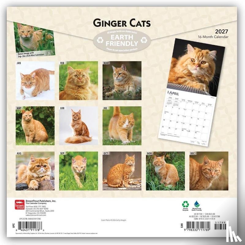 Browntrout - Ginger Cats 2027 12 X 24 Inch (Hanging) Monthly Square Wall Calendar Plastic-Free