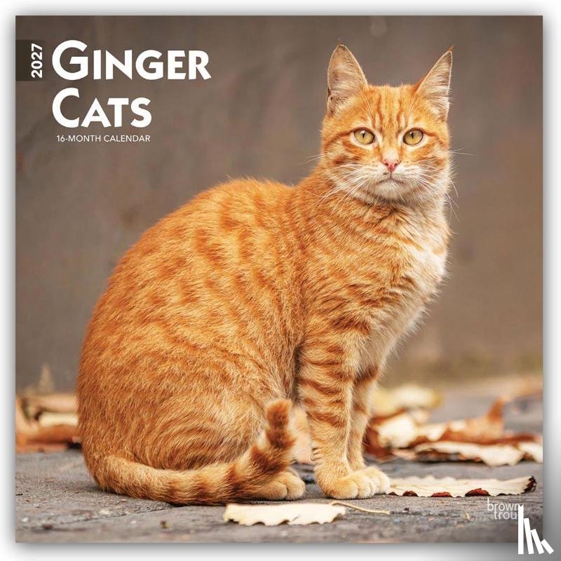 Browntrout - Ginger Cats 2027 12 X 24 Inch (Hanging) Monthly Square Wall Calendar Plastic-Free