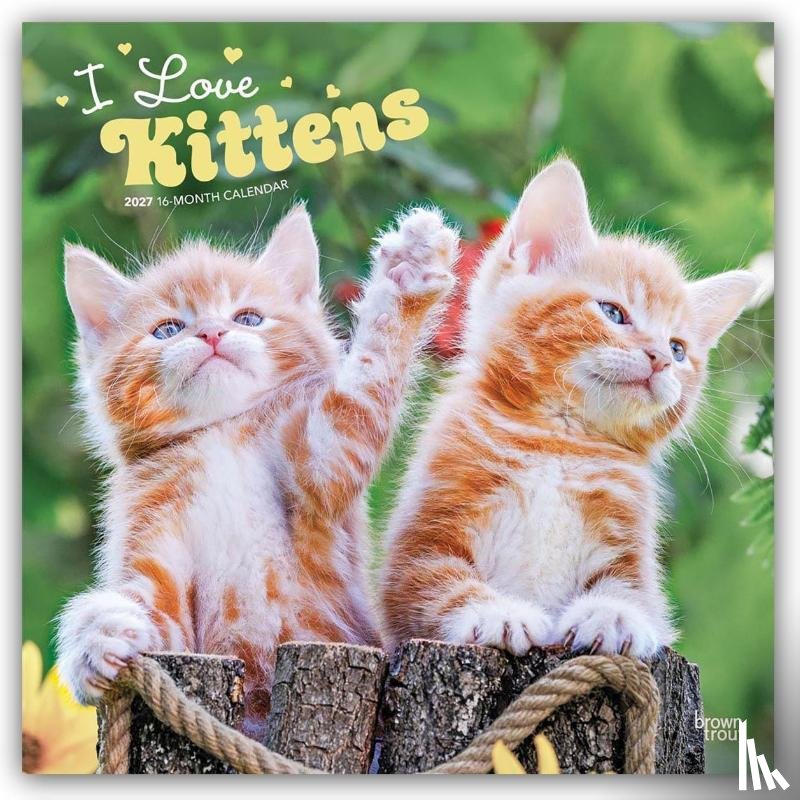 Browntrout - I Love Kittens 2027 12 X 24 Inch (Hanging) Monthly Square Wall Calendar Plastic-Free