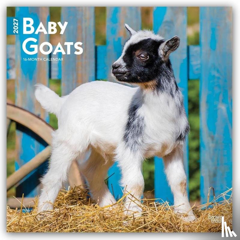 Browntrout - Baby Goats 2027 12 X 24 Inch (Hanging) Monthly Square Wall Calendar Plastic-Free