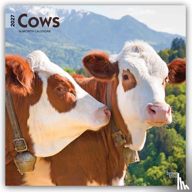 Browntrout - Cows 2027 12 X 24 Inch (Hanging) Monthly Square Wall Calendar Plastic-Free