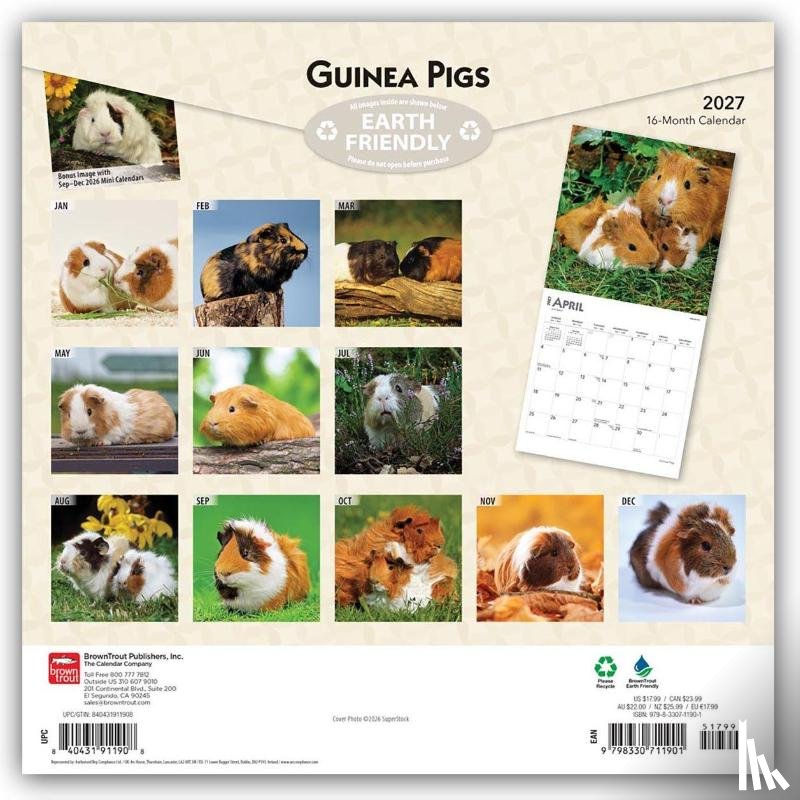 Browntrout - Guinea Pigs 2027 12 X 24 Inch (Hanging) Monthly Square Wall Calendar Plastic-Free