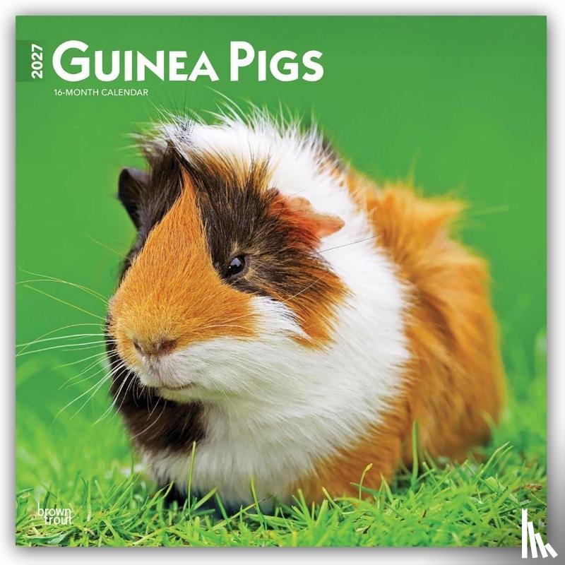 Browntrout - Guinea Pigs 2027 12 X 24 Inch (Hanging) Monthly Square Wall Calendar Plastic-Free