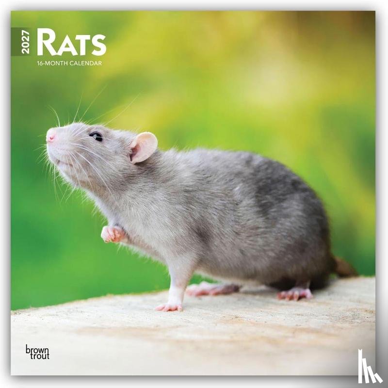 Browntrout - Rats 2027 12 X 24 Inch (Hanging) Monthly Square Wall Calendar Plastic-Free