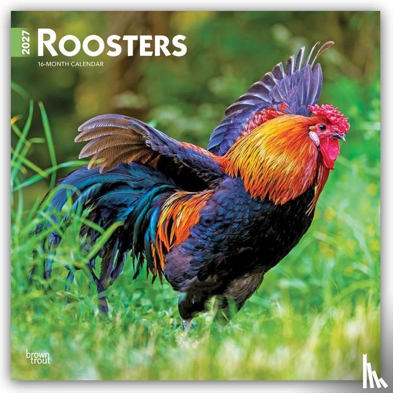 Browntrout - Roosters 2027 12 X 24 Inch (Hanging) Monthly Square Wall Calendar Plastic-Free