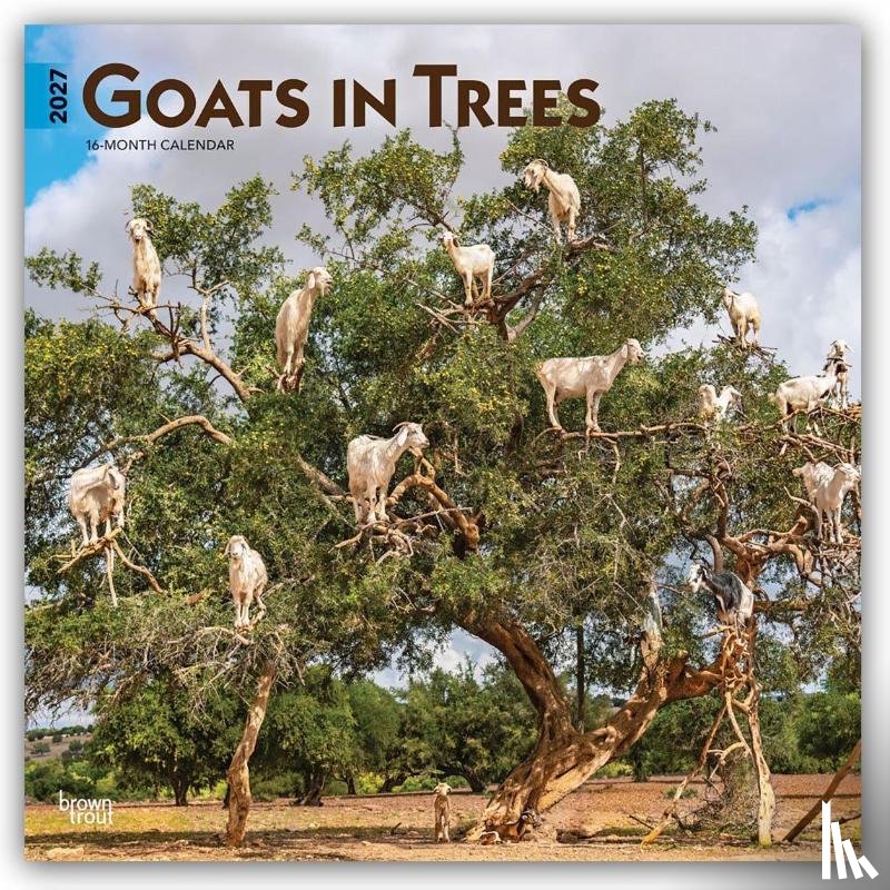 Browntrout - Goats in Trees 2027 12 X 24 Inch (Hanging) Monthly Square Wall Calendar Plastic-Free