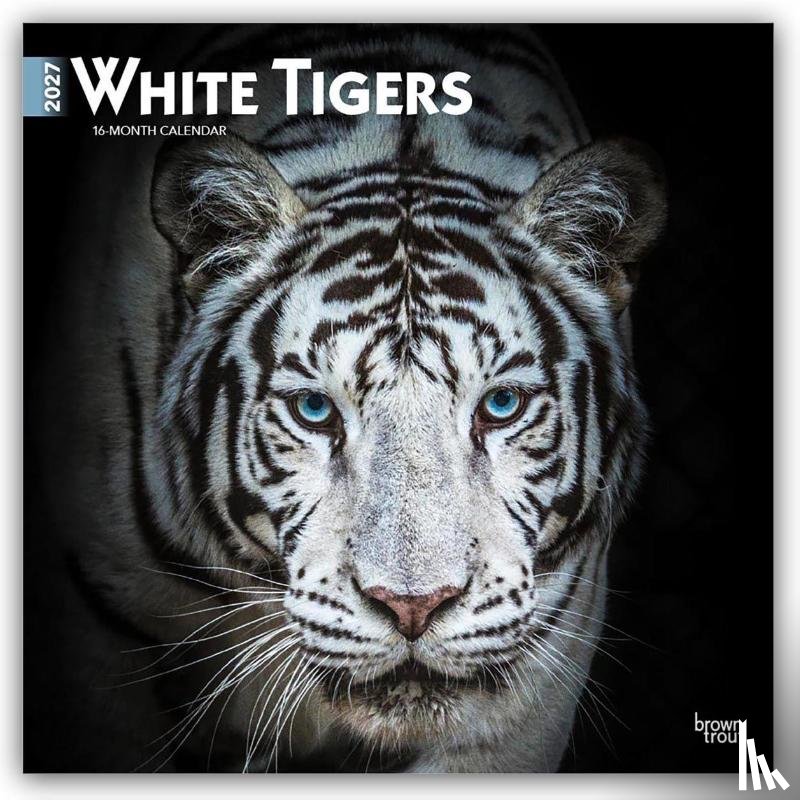 Publishers, Browntrout - White Tigers - Weiße Tiger 2027 - 16-Monatskalender