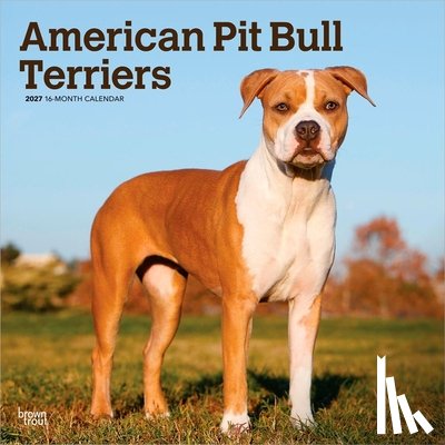 Browntrout - American Pit Bull Terriers 2027 12 X 24 Inch (Hanging) Monthly Square Wall Calendar Plastic-Free