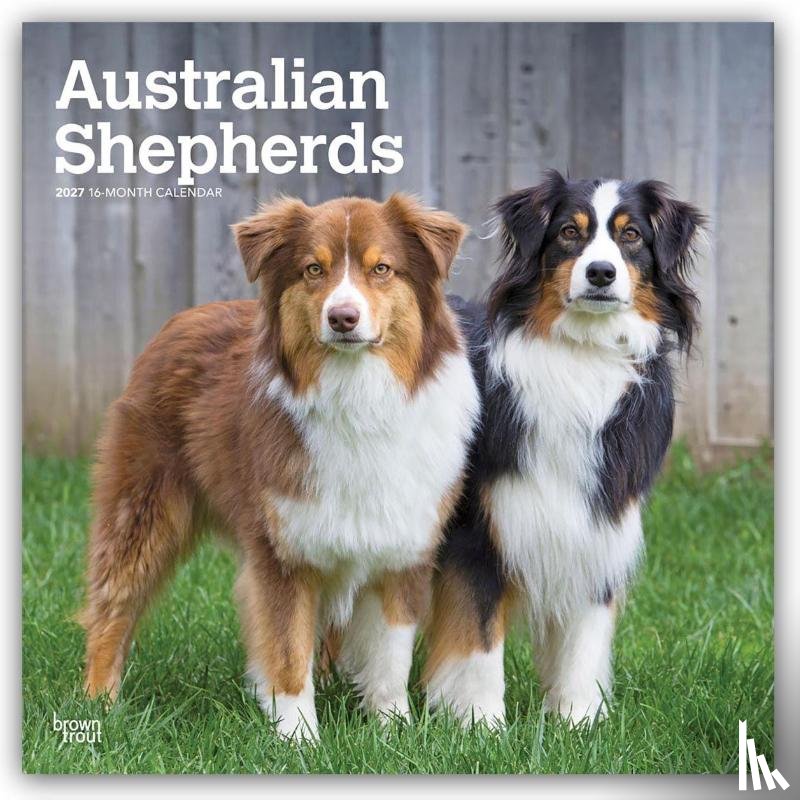 Browntrout - Australian Shepherds 2027 12 X 24 Inch (Hanging) Monthly Square Wall Calendar Plastic-Free
