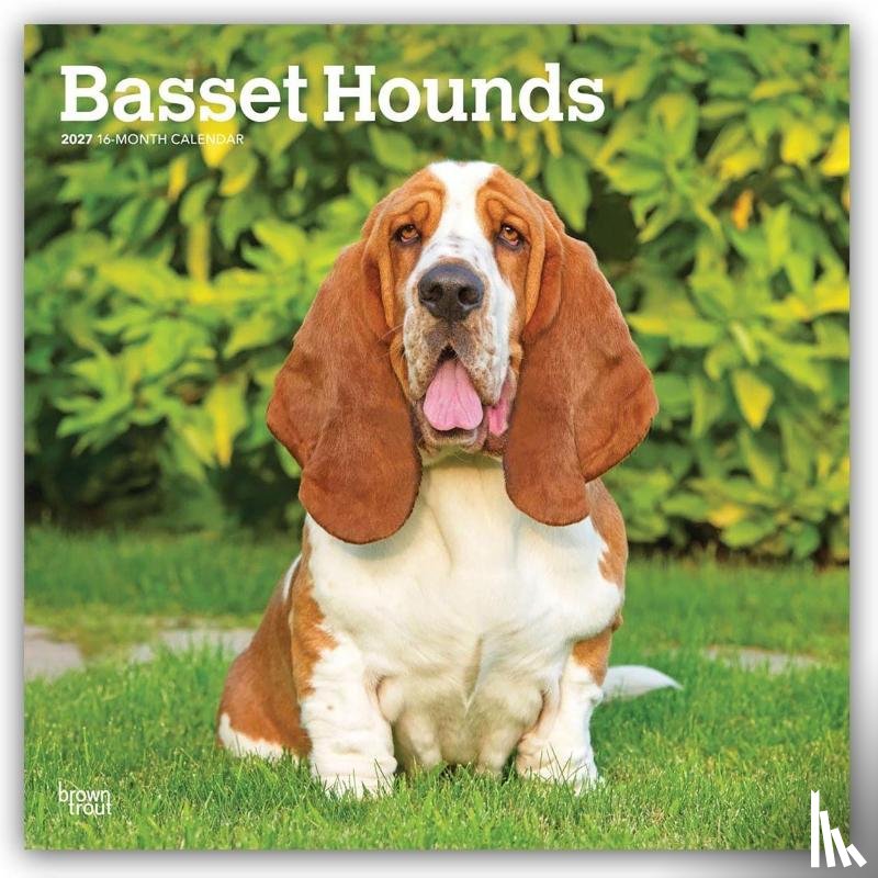Browntrout - Basset Hounds 2027 12 X 24 Inch (Hanging) Monthly Square Wall Calendar Plastic-Free