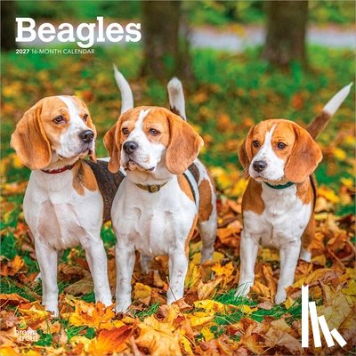 Browntrout - Beagles 2027 12 X 24 Inch (Hanging) Monthly Square Wall Calendar Plastic-Free