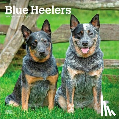Browntrout - Blue Heelers 2027 12 X 24 Inch (Hanging) Monthly Square Wall Calendar Plastic-Free