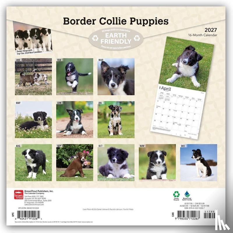 BrownTrout - Border Collie Puppies | 2027 12 x 24 Inch (Hanging) Monthly Square Wall Calendar | Plastic-Free | BrownTrout | Animals Dog Breeds Collie Puppy