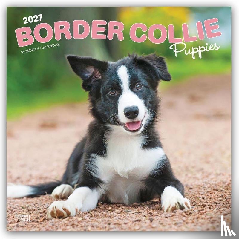 BrownTrout - Border Collie Puppies | 2027 12 x 24 Inch (Hanging) Monthly Square Wall Calendar | Plastic-Free | BrownTrout | Animals Dog Breeds Collie Puppy