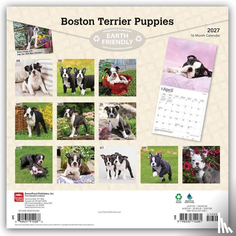 BrownTrout - Boston Terrier Puppies | 2027 12 x 24 Inch (Hanging) Monthly Square Wall Calendar | Plastic-Free | BrownTrout | Animals Dog Breeds Puppy