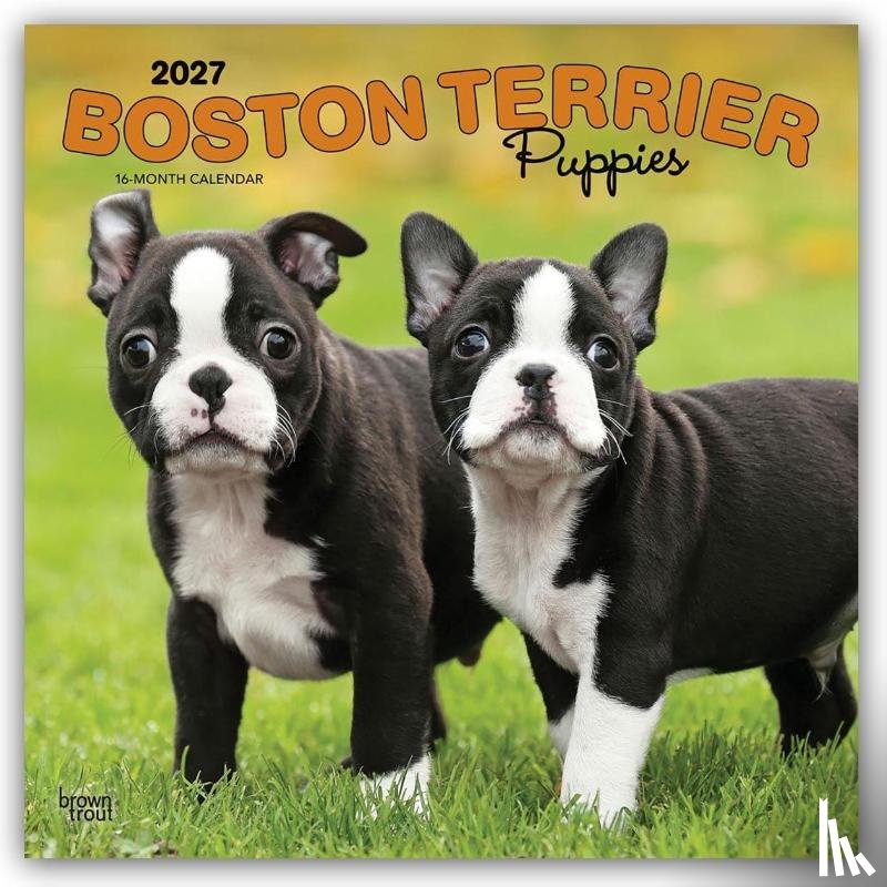 BrownTrout - Boston Terrier Puppies | 2027 12 x 24 Inch (Hanging) Monthly Square Wall Calendar | Plastic-Free | BrownTrout | Animals Dog Breeds Puppy