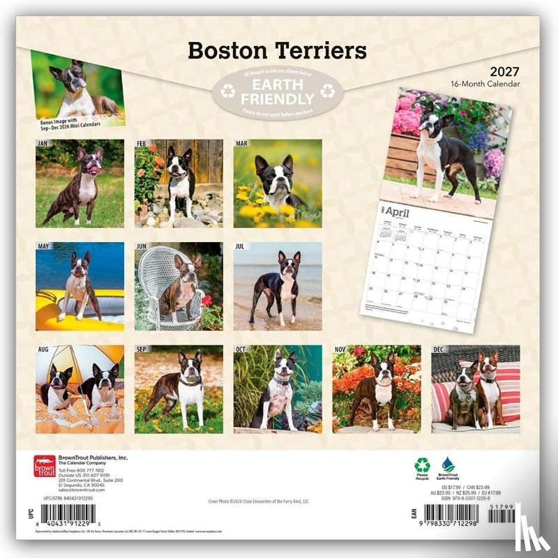 Browntrout - Boston Terriers 2027 12 X 24 Inch (Hanging) Monthly Square Wall Calendar Plastic-Free